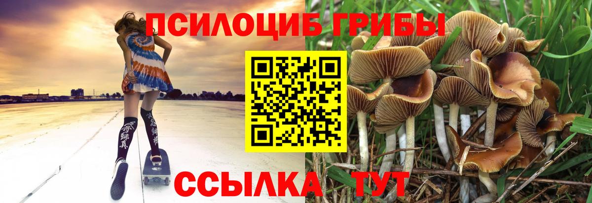Псилоцибиновые грибы Psilocybe Ачхой-Мартан
